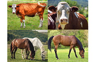 Best Way to Do Eco and Agriculture